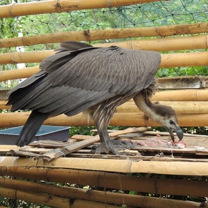 White-backed vulture chick rescue, rehabilitation and release